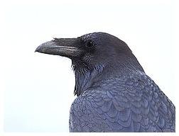 Raven