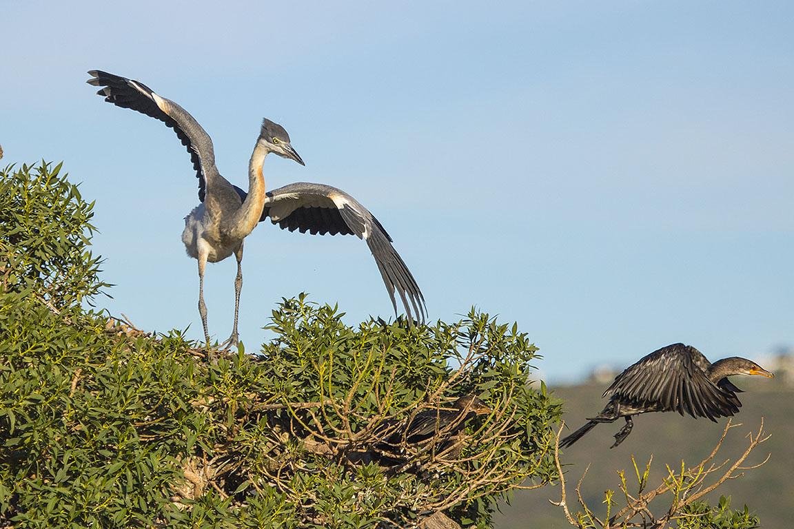 Black-headed Heron