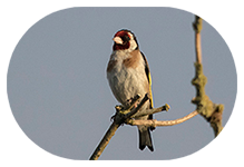 Goldfinch UK
