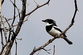 Chinspot batis (male)