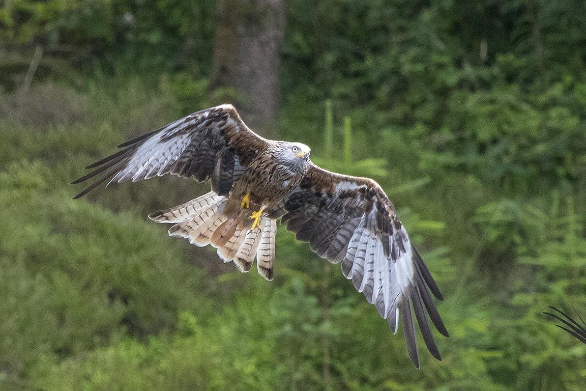Red Kite