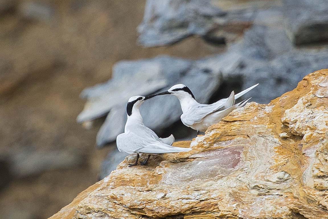 Black-naped Tern
