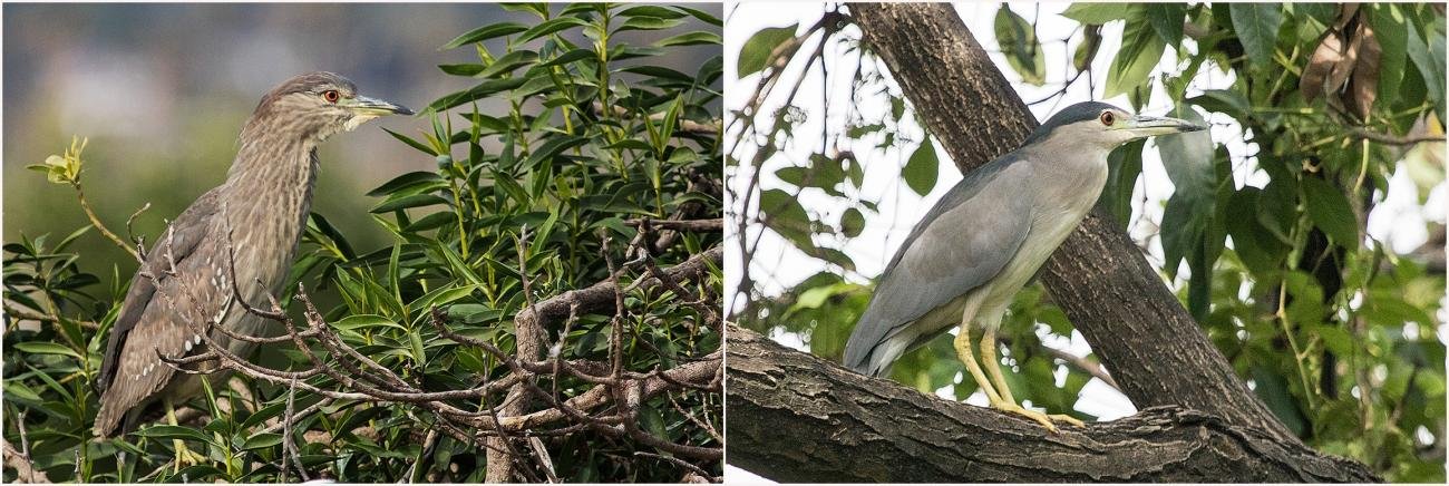 Black-crowned Night Heron