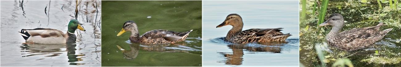 Mallard x 4
