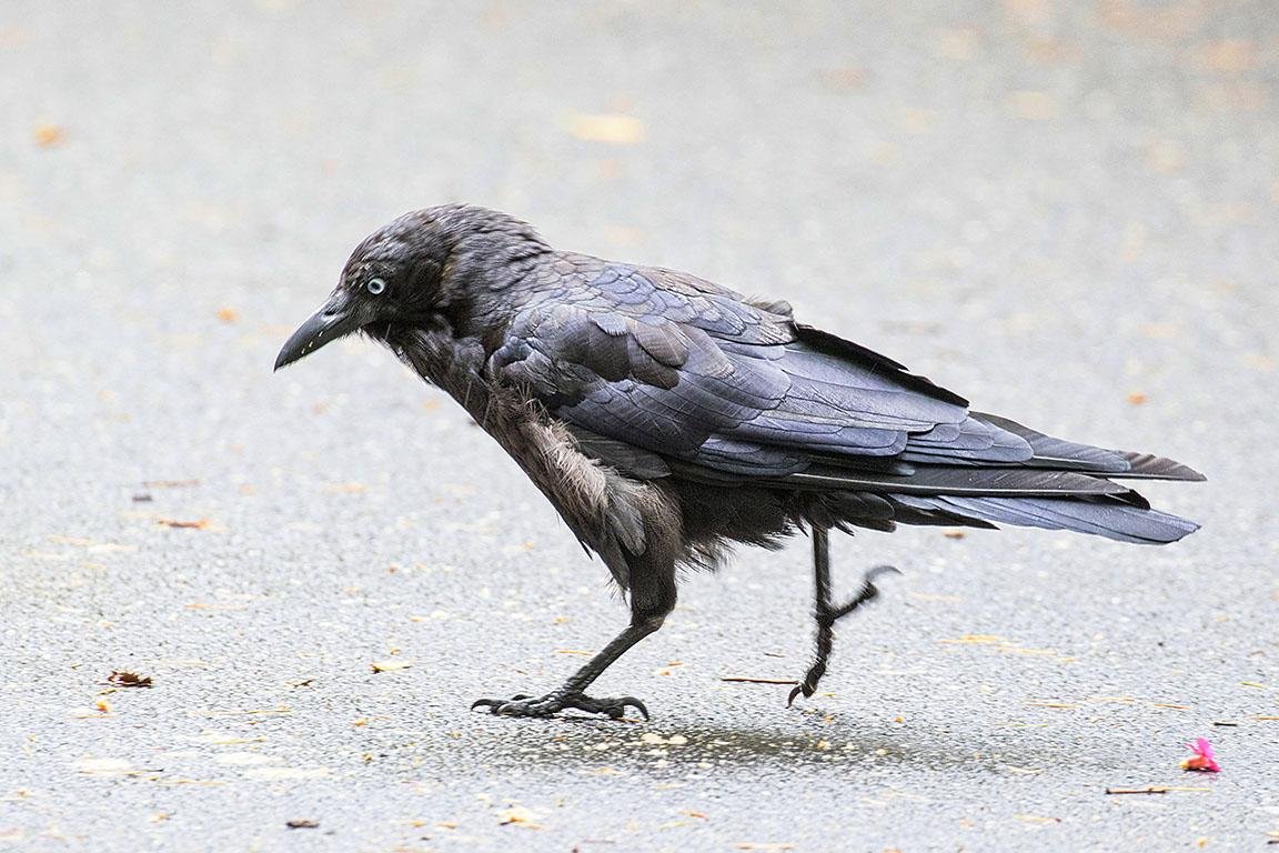 Little Raven