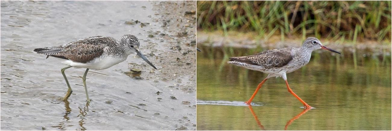 Greenshank Redshank