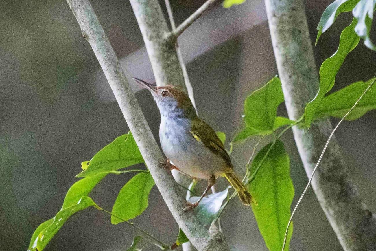 Common Tailor Bird