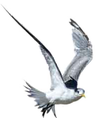 feathers 1