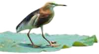 habitats 1
