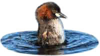 Dabchick speciation