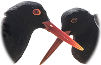 mating 5