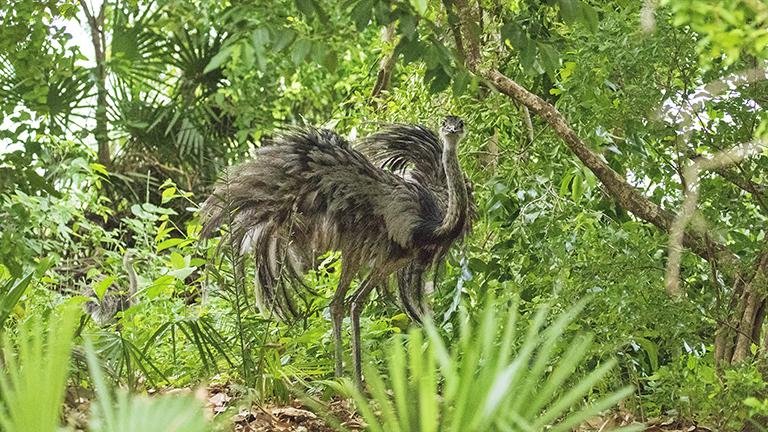 Greater Rhea