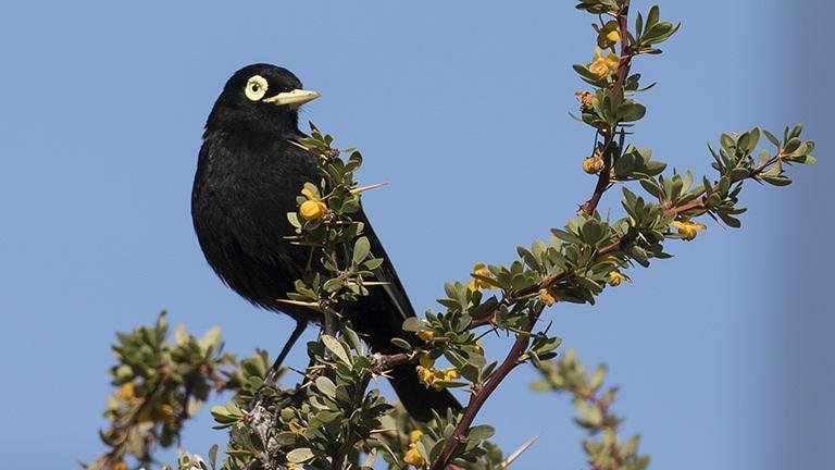 Spectacled Tyrant