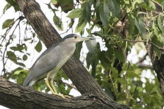 Black-crowned Night Heron Bangkok Thailand