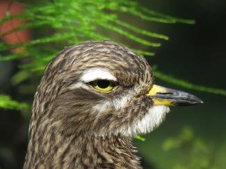 Spotted Dikkop  Leisure Island South Africa