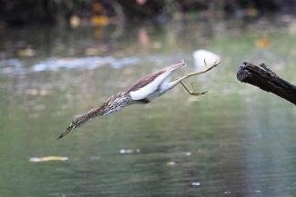 Pond Heron  Suan Rot Fai Bangkok Thailand