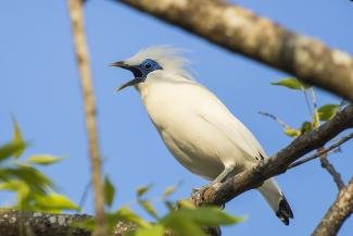 Bali Myna